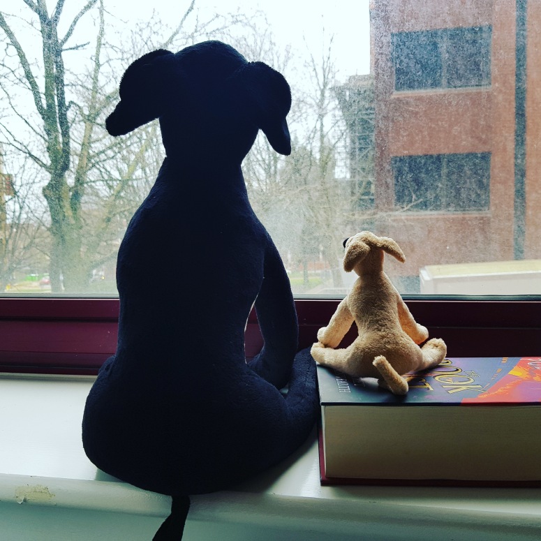 Teddies gazing out of the window.